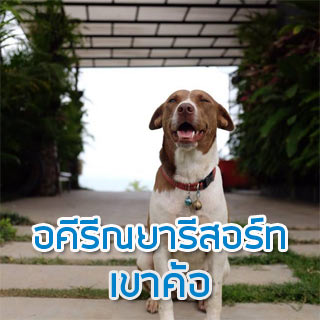 อคีรีณยารีสอร์ทหมาใหญ่พักได้