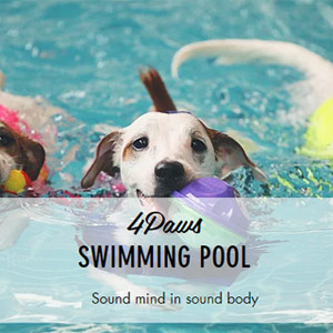 4 Paws แหล่งพักผ่อนเพื่อน้องหมา
