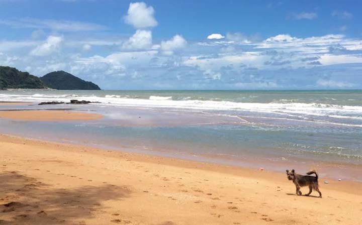 อัล เมดิน่า บีช เฮ้าส์ บูติครีสอร์ท หาดคุ้งวิมานน้องหมาพักได้