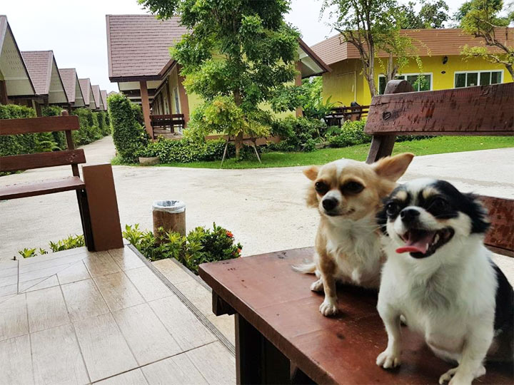 ที่พักอัมพวาน้องหมาพักได้ เนเจอร์กรีน