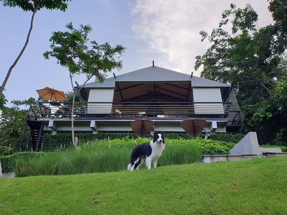 ที่พักเขาใหญ่หมาใหญ่พักได้