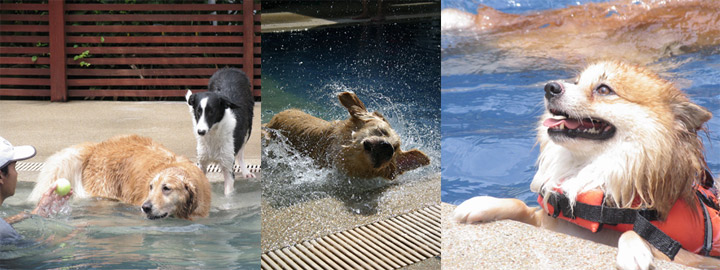 พาน้องหมาไปว่ายน้ำ Doggie Doo สระว่ายน้ำน้องหมา