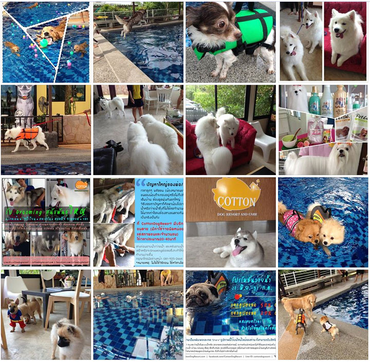 พาน้องหมาไปว่ายน้ำCotton Dog Resort  สระว่ายน้ำน้องหมา ทั่วไทย