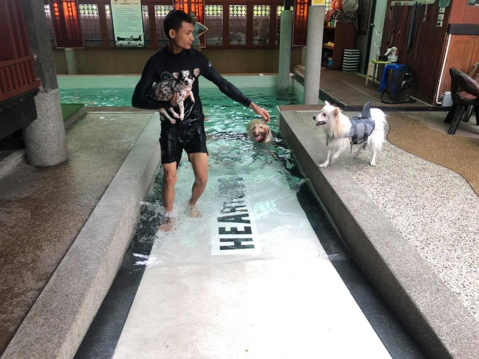 สระว่ายน้ำน้องหมาใจหมาคาเฟ่