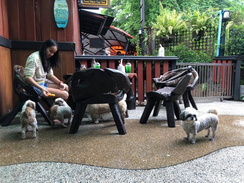 สระว่ายน้ำน้องหมาใจหมาคาเฟ่