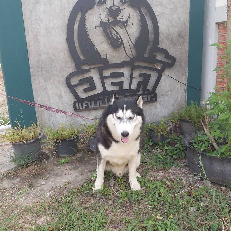 ที่พักอ่างทองน้องหมาพักได้