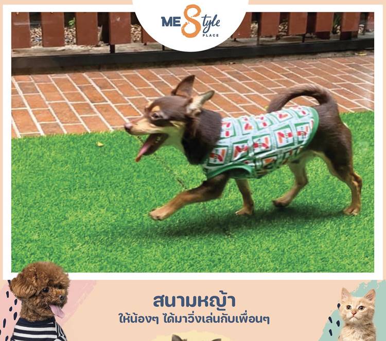 ที่พักโซนห้วยขวางกรุงเทพน้องหมาพักได้