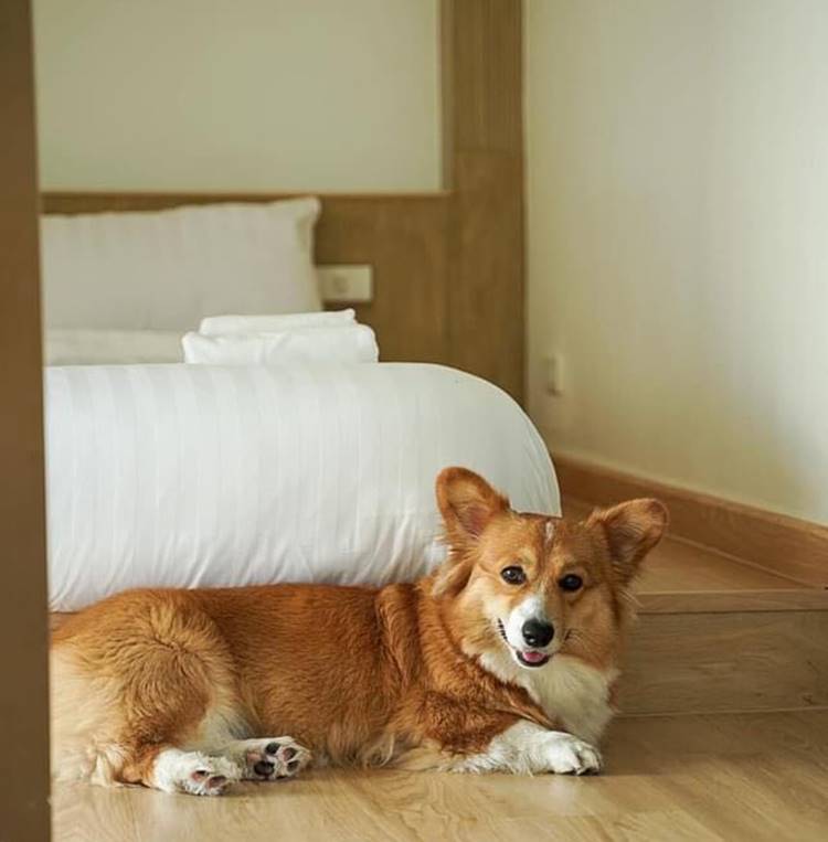 ที่พักสัตหีบน้องหมาพักได้