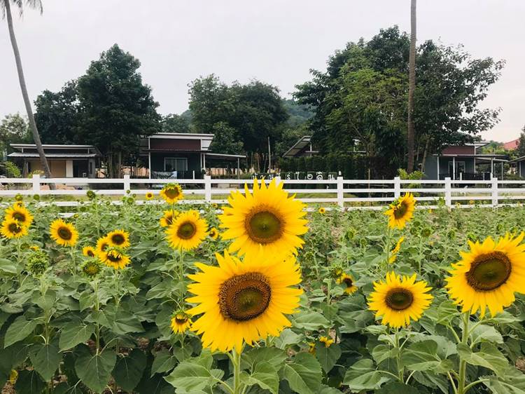 ที่พักสัตหีบน้องหมาพักได้