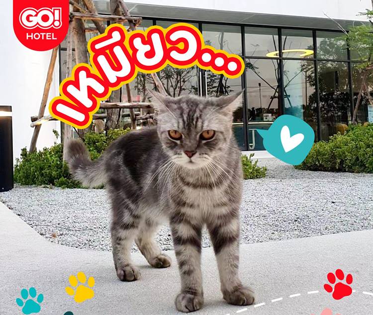 ชลบุรีน้องหมาพักได้