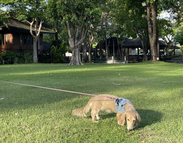 ที่พักใกล้หาดบางแสนชลบุรีน้องหมาพักได้
