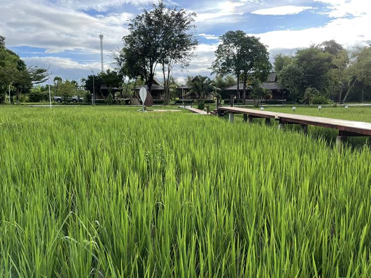 ที่พักเชียงดาวน้องหมาพักได้