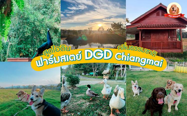 ที่พักแม่ริมเชียงใหม่หมาพักได้