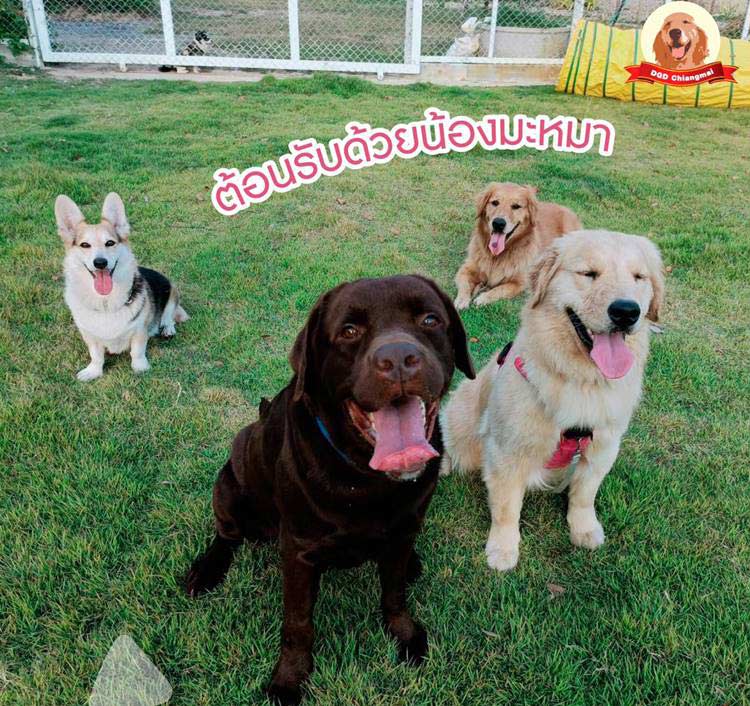 ที่พักแม่ริมเชียงใหม่หมาพักได้