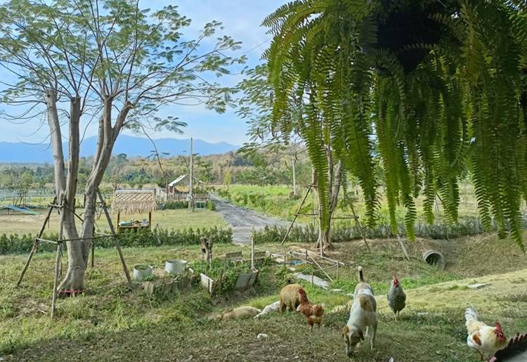 ที่พักแม่ริมเชียงใหม่หมาพักได้