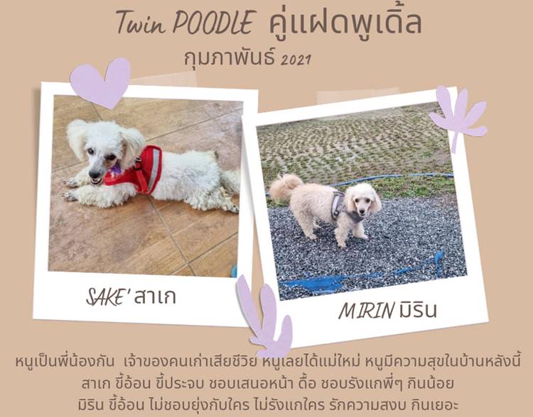 ที่พักใกล้เขื่อนแม่ออนเชียงใหม่หมาพักได้