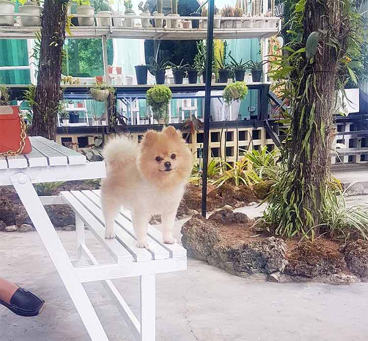 ที่พักในแม่ริมที่น้องหมาพักได้