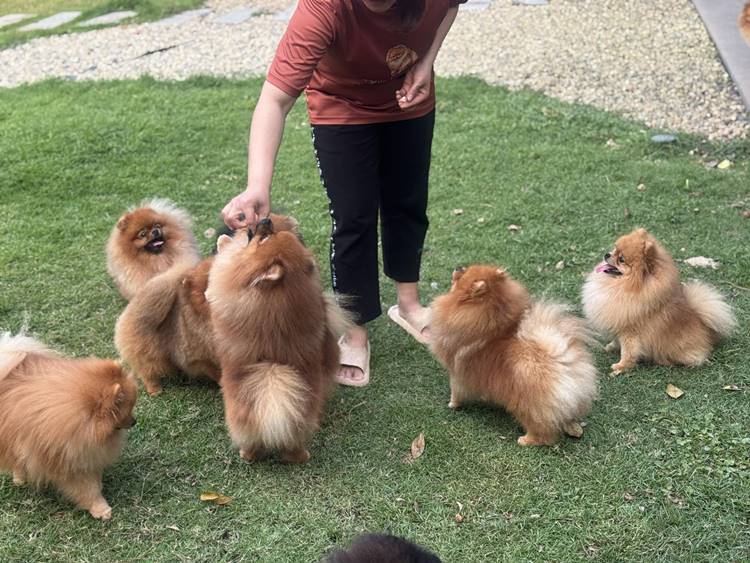 ที่พักเฃียงรายน้องหมาพักได้