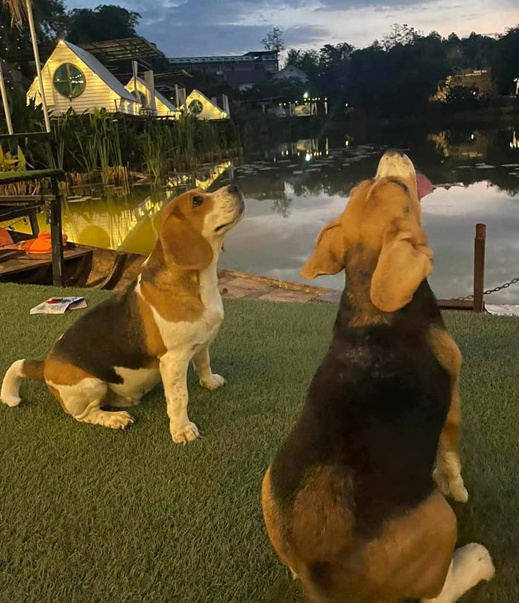 ที่พักเชียงรายน้องหมาพักได้