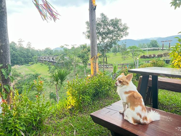 ที่พักเมืองกาญน้องหมาพักได้