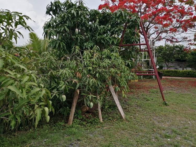 ที่พักหนองบัวลำภูหมาพักได้