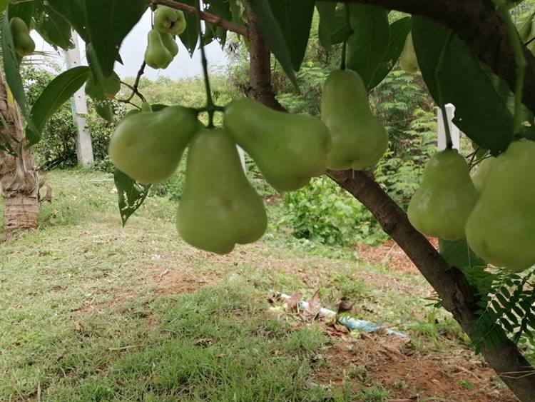 ที่พักหนองบัวลำภูหมาพักได้