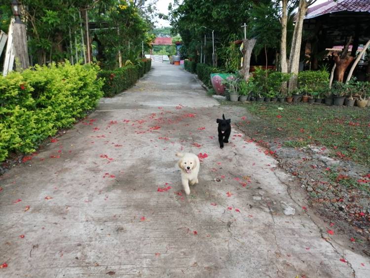 ที่พักหนองบัวลำภูหมาพักได้