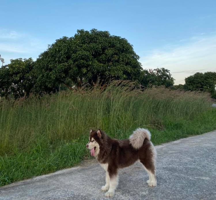 ที่พักเขาใหญ่น้องหมาพักได้