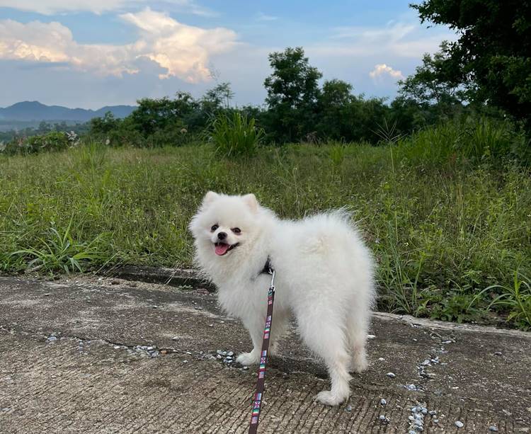 ที่พักเขาใหญ่น้องหมาพักได้