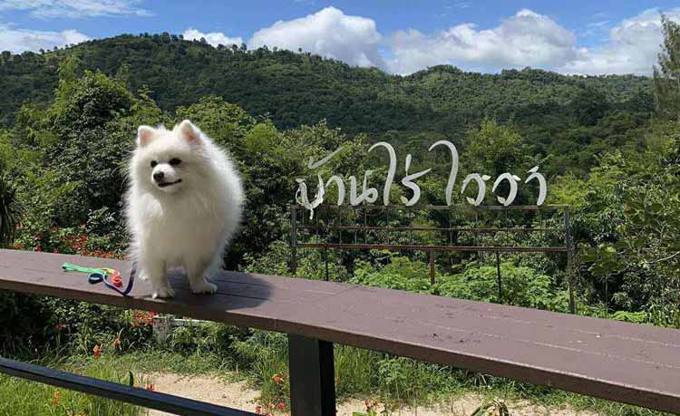 ที่พักเขาใหญ่น้องหมาพักได้