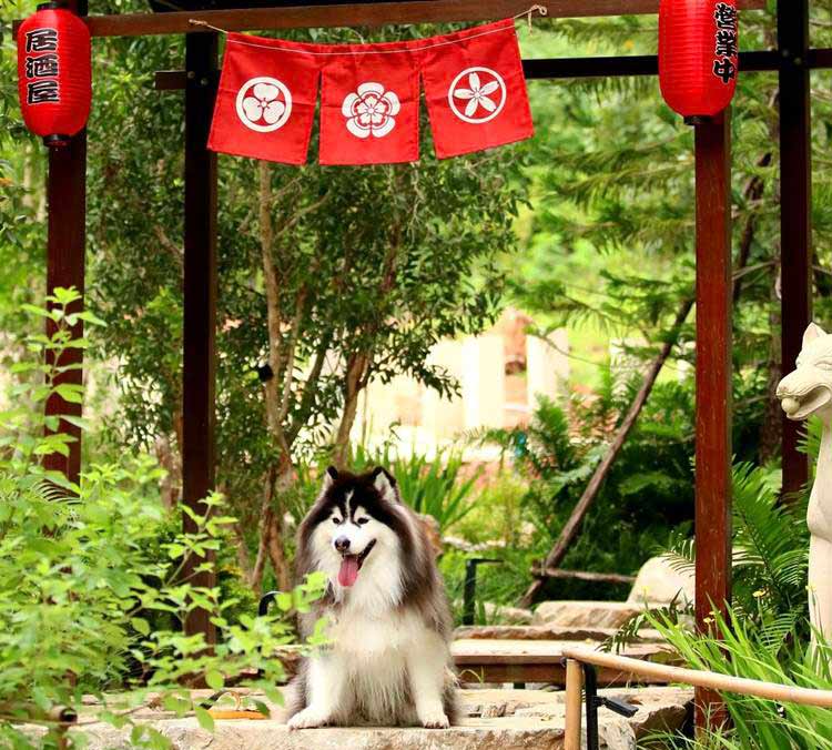 ที่พักเขาใหญ่น้องหมาพักได้