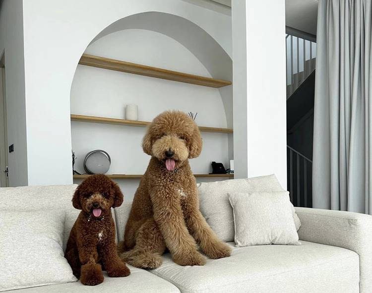 ที่พักนครปฐมน้องหมาพักได้