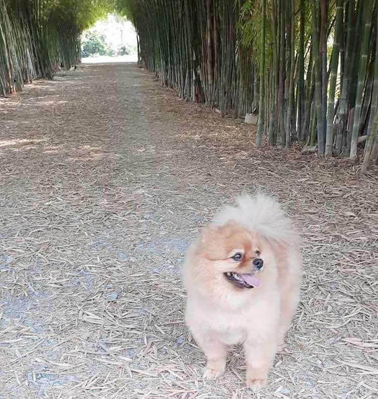 ที่พักบางเลนน้องหมาพักได้