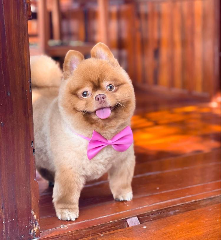 บ้านพักนครสวรรค์น้องหมาพักได้