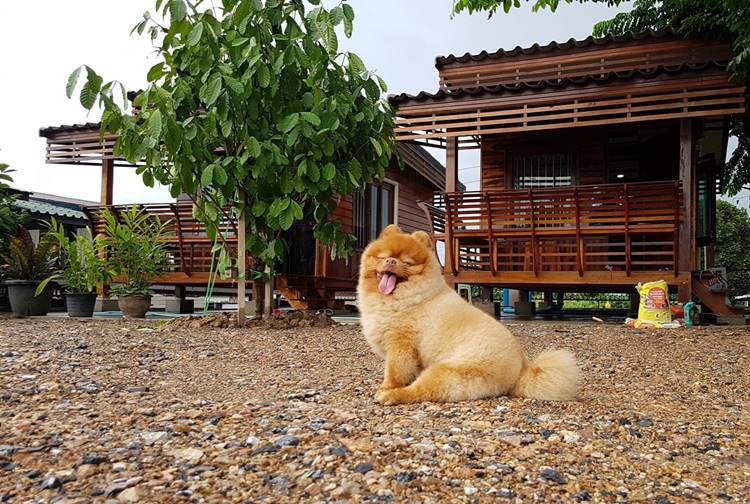บ้านพักนครสวรรค์น้องหมาพักได้