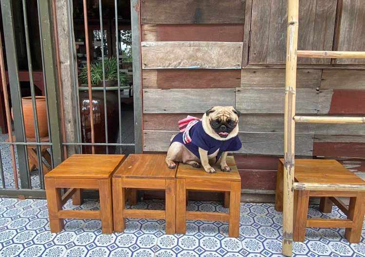 ที่พักนครสวรรค์น้องหมาพักได้