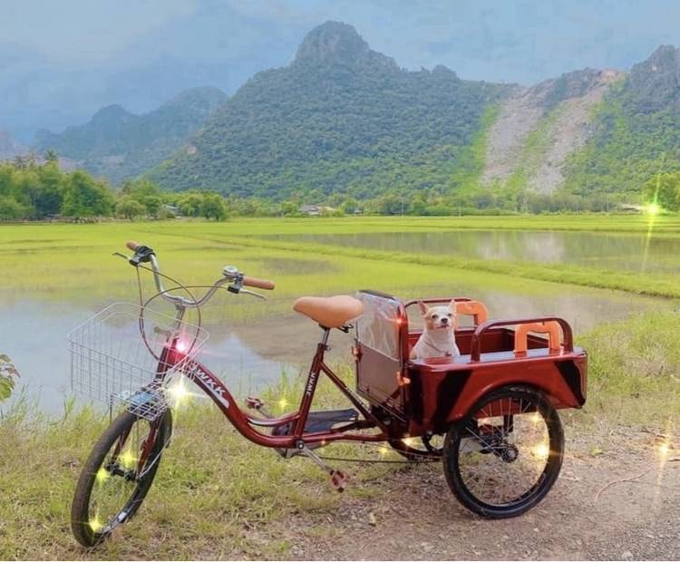 ที่พักเพชรบุรีน้องหมาพักได้