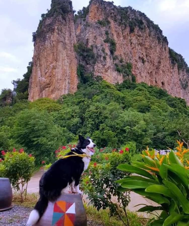 ที่พักเพชรบุรีน้องหมาพักได้