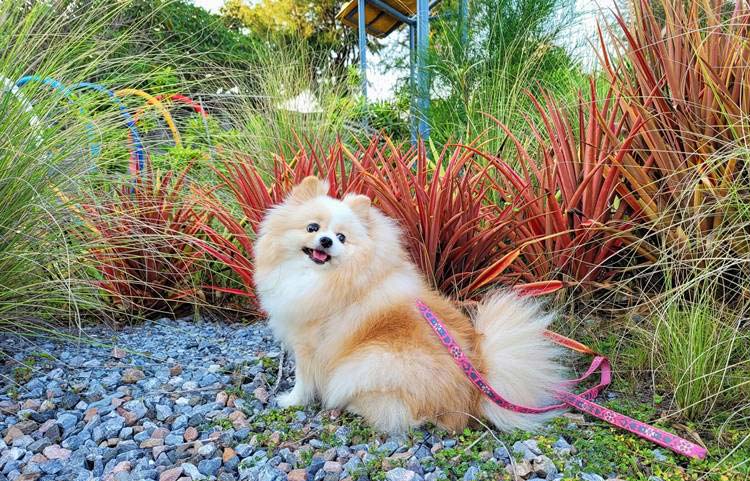 ที่พักติดหาดชะอำน้องหมาพักได้
