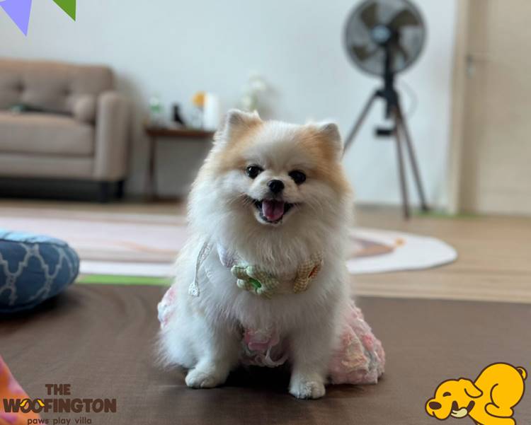 ที่พักชะอำน้องหมาพักได้