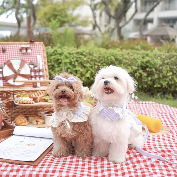 ที่พักชะอำน้องหมาพักได้