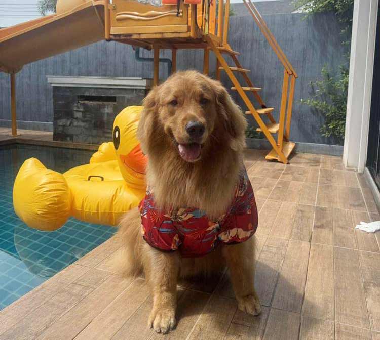 ชะอำน้องหมาพักได้