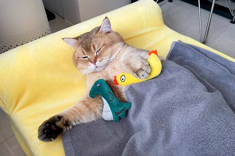 ที่พักภูเก็ตน้องหมาพักได้