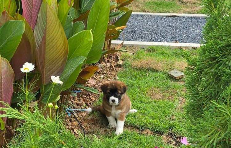 ที่พักปราจีนน้องหมาพักได้