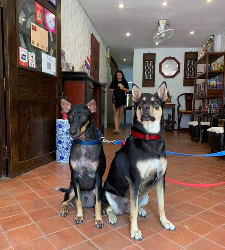 ที่พักหัวหินน้องหมาพักได้