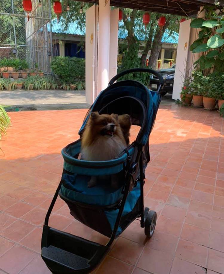 ที่พักหัวหินน้องหมาพักได้