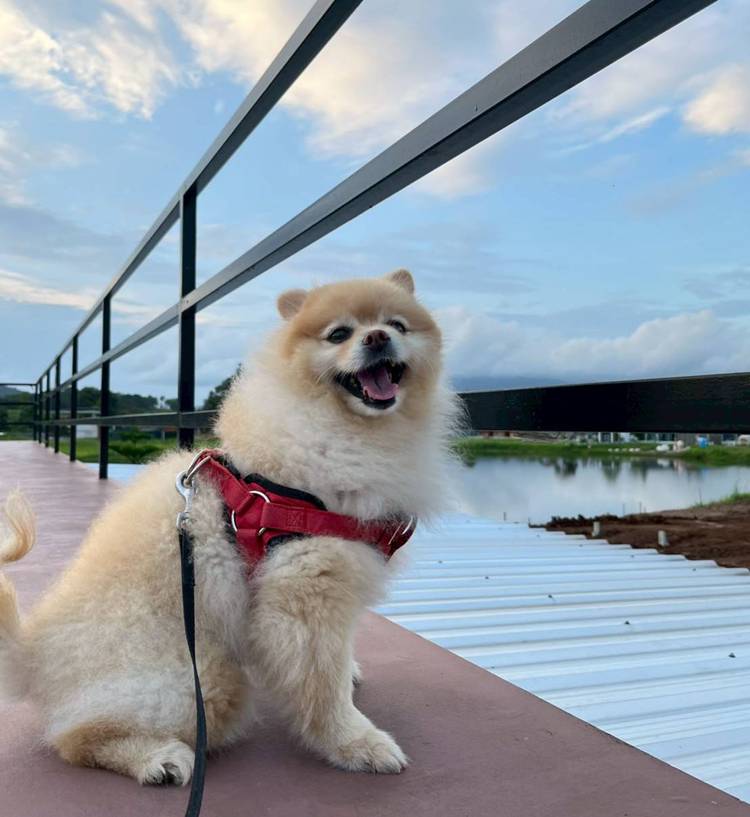 ที่พักเขาค้อน้องหมาพักได้