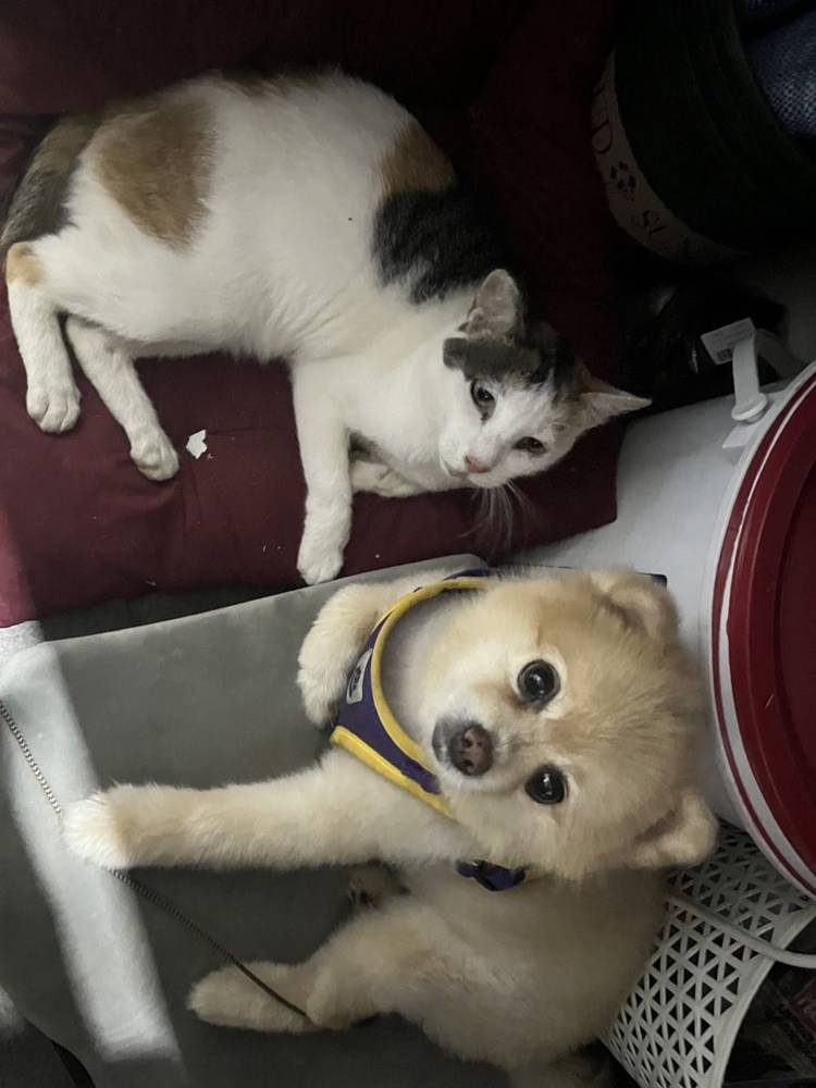 ที่พักเขาค้อน้องหมาพักได้
