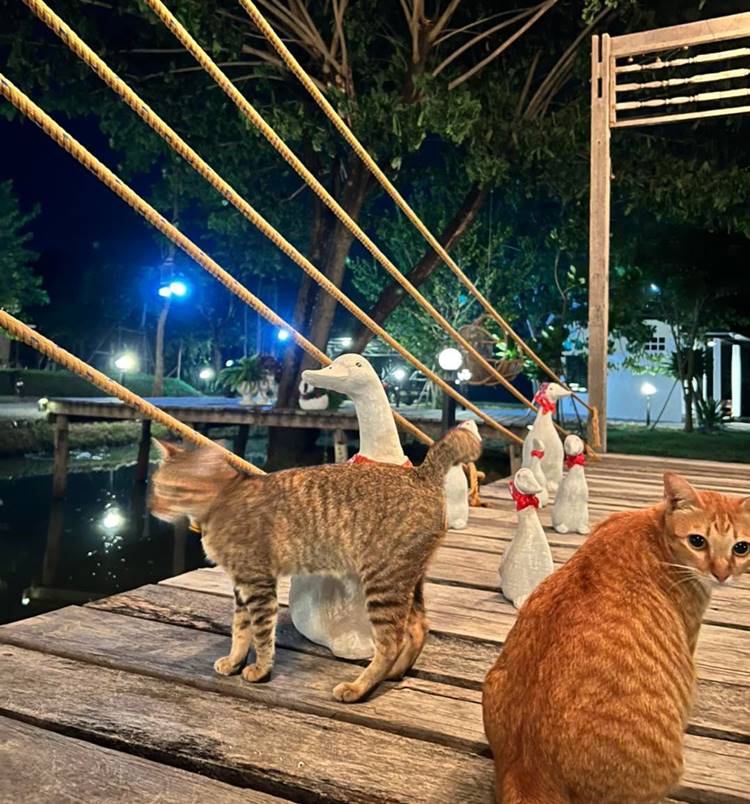 ที่พักโพธารามราชบุรีหมาพักได้
