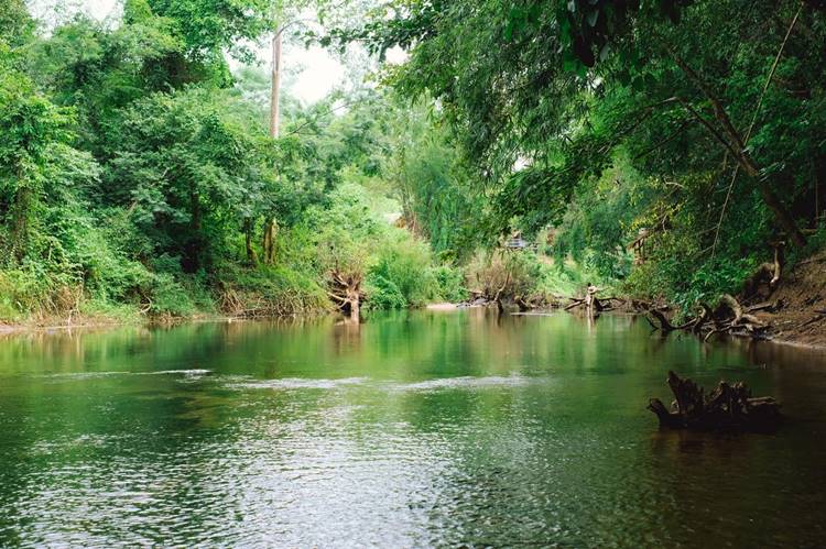 ลานกางเต็นท์สวนผึ้งน้องหมาพักได้